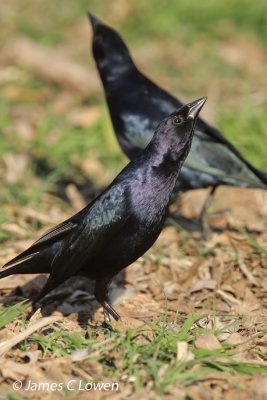 Shiny Cowbird