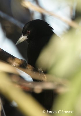 Solitary Black Cacique