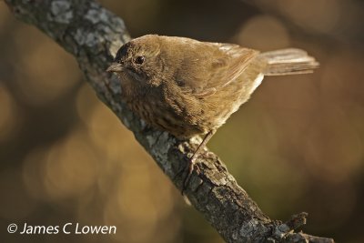 juv Black-and-rufous Warbling-finch
