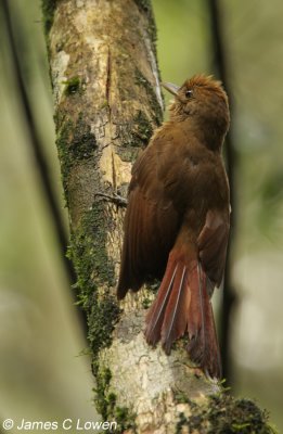 Plain-winged Woodcreeper