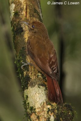 Plain-winged Woodcreeper