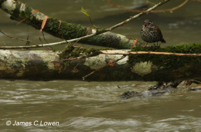 Sharp-tailed Streamcreeper