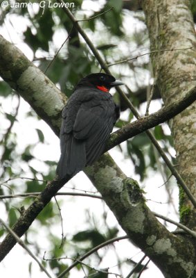 Red-ruffed Fruitcrow