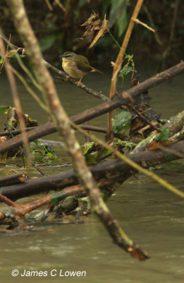 Riverbank Warbler