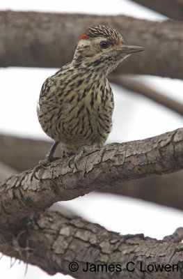 Checkered Woodpecker