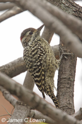 Checkered Woodpecker