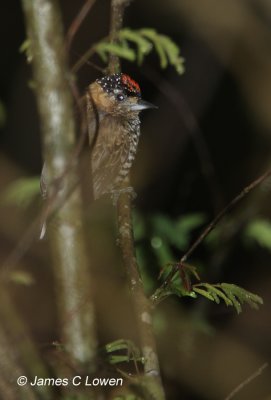 Ochre-collared Piculet