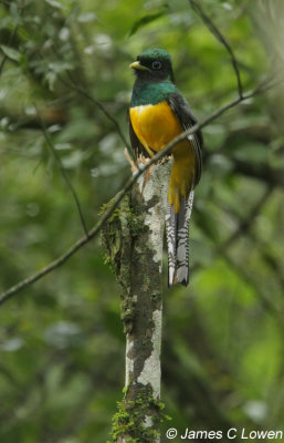 Black-throated Trogon