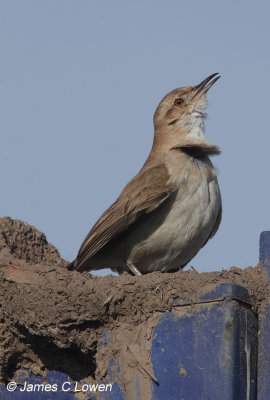 Rufous Hornero