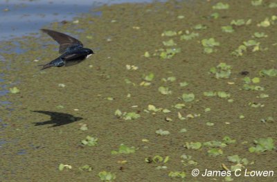 Blue-and-white Swallow