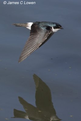 White-rumped Swallow