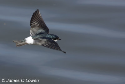 White-rumped Swallow