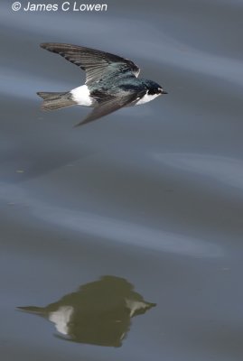 White-rumped Swallow