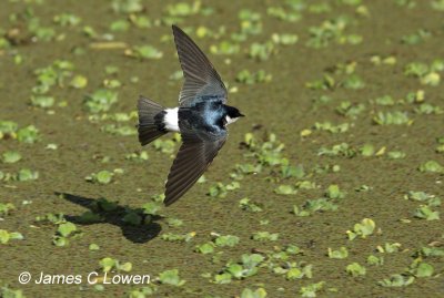 White-rumped Swallow