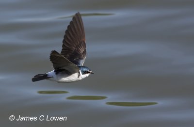 White-rumped Swallow