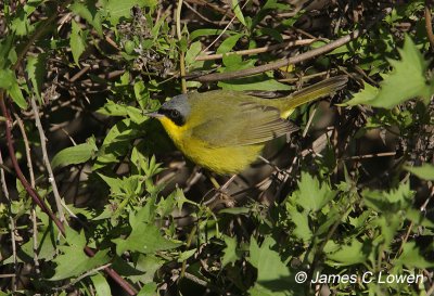 Warblers to icterids