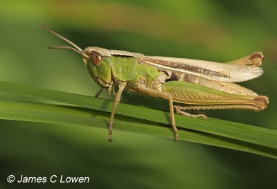 Long-winged Conehead