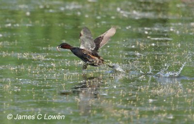 Little Grebe
