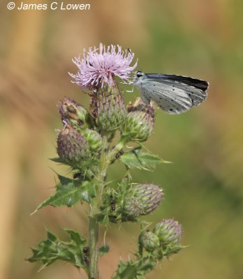Holly Blue