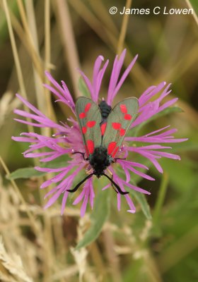 Six-spot Burnet