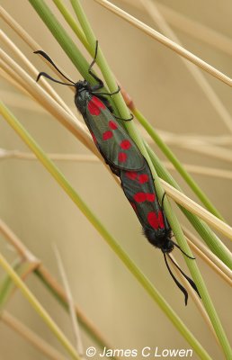 Six-spot Burnet