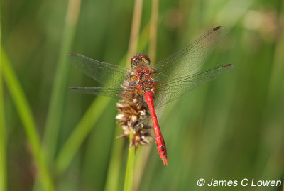 Ruddy Darter