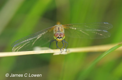 Ruddy Darter