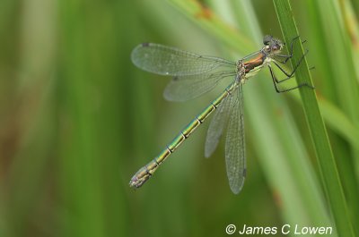 Scarce Emerald Damselfly