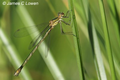 Common Emerald Damselfly