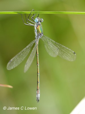 Scarce Emerald Damselfly