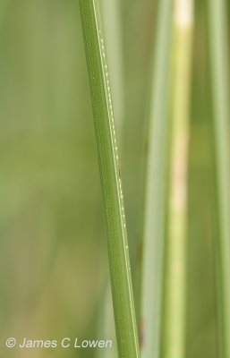 Southern Emerald Damselfly