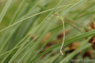 Southern Emerald Damselfly