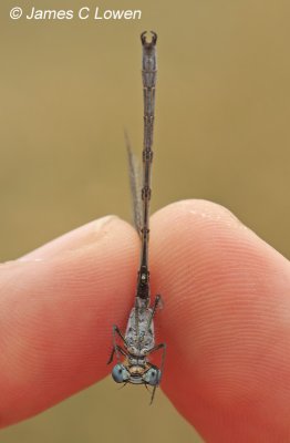 Scarce Emerald Damselfly