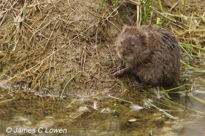 Water Vole