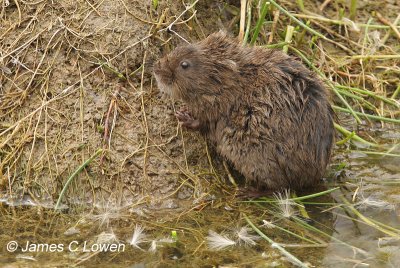 Water Vole