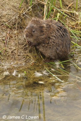 Water Vole