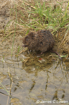 Water Vole