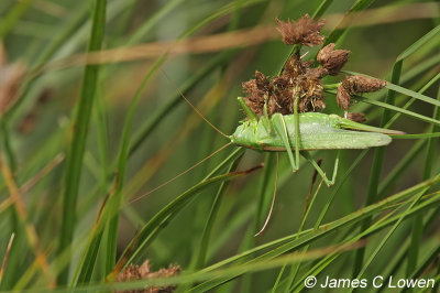 Great-green Bush-cricket