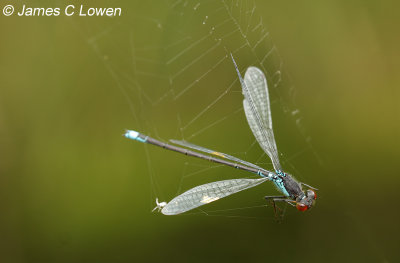 *NEW* Small Red-eyed Damselfly