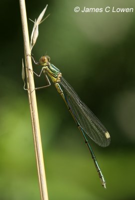 Willow Emerald Damselfly