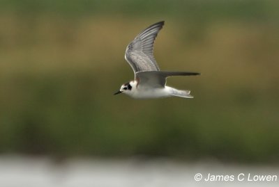 *NEW* White-winged Black Tern