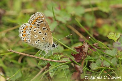 Brown Argus