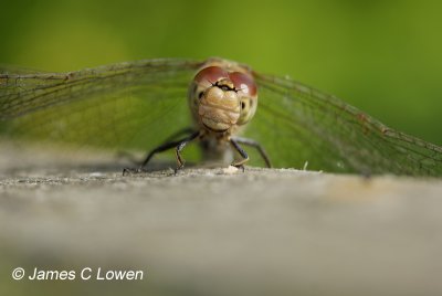 Common Darter