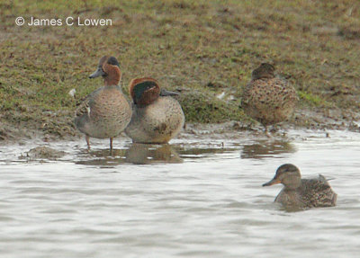 *NEW* Green-winged Teal