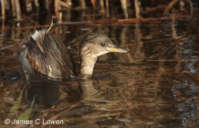 Little Grebe