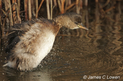 Little Grebe