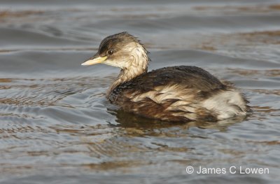 Little Grebe