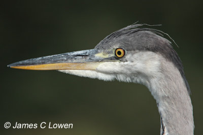 Grey Heron