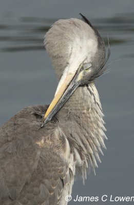 Grey Heron