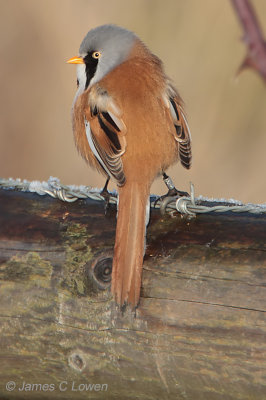 Bearded Reeding